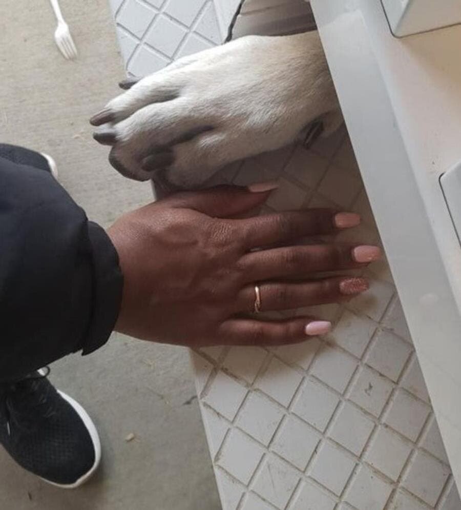 patte, chien, femme, main, comparaison, géant
