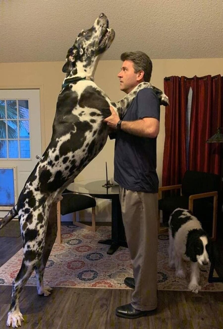 valse, chien, danser, debout, géant, humain