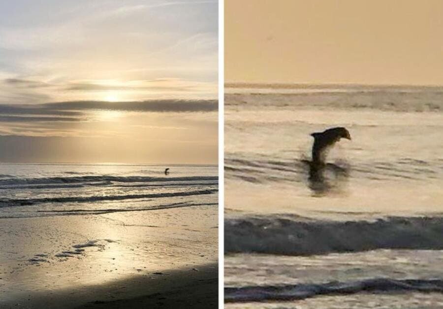 coucher, soleil, dauphin, mer, beau