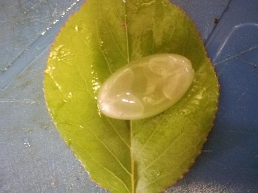 ouf, feuille, alien, capsule, vitamine