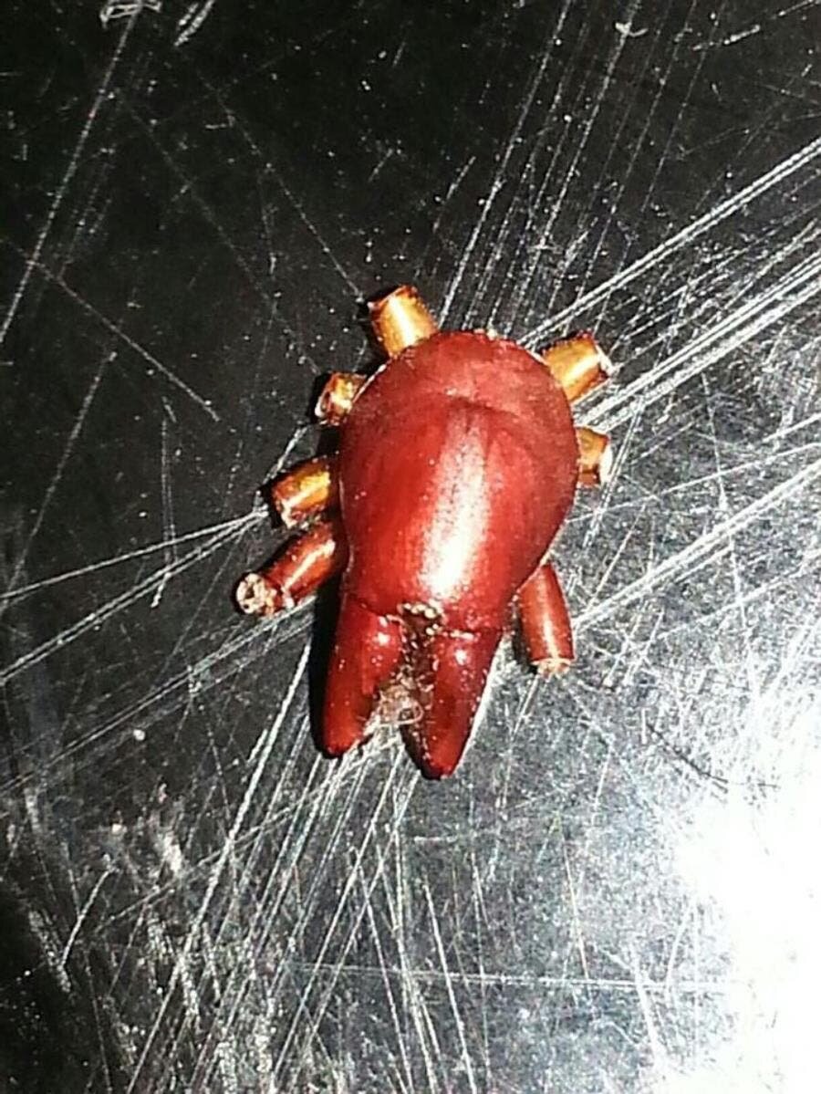 corps, araignée, zoom, rouge, bizarre, cadavre