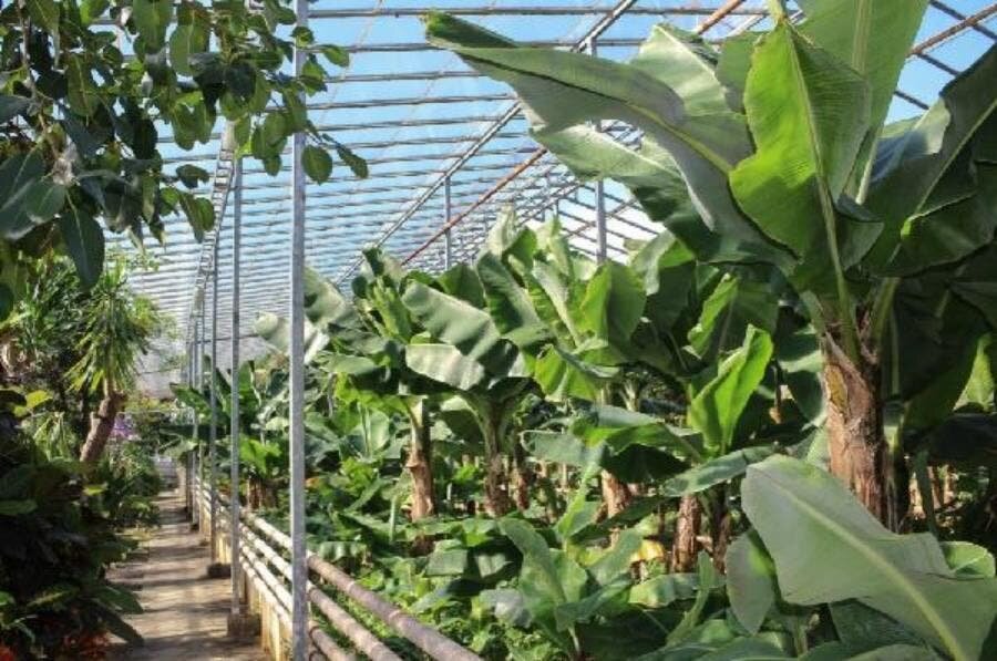 banane, plantation, palmier, serre, Islande