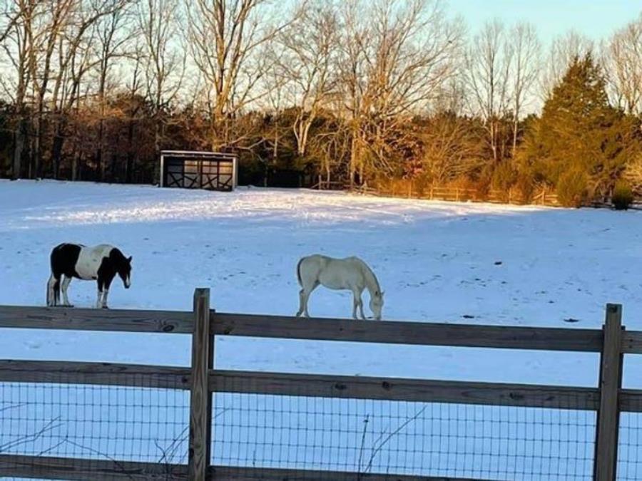 chevaux, illusion, placement, barrière, petit, neige