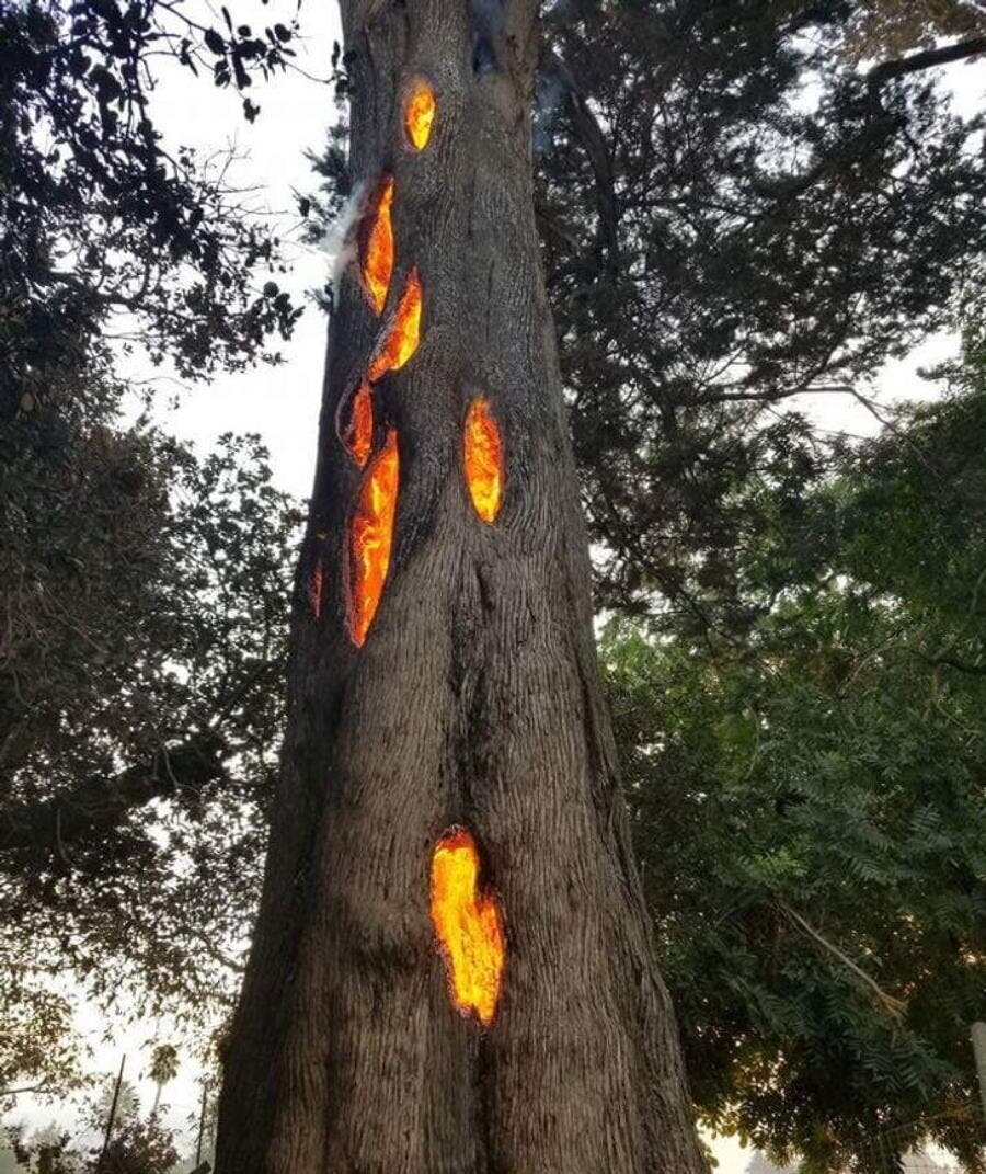 arbre, foudre, frappé, feu, lave