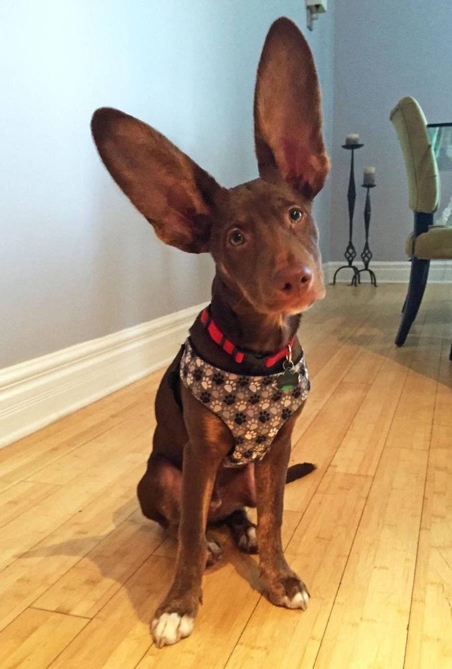 chien, oreilles, super pouvoir, géant, mignon