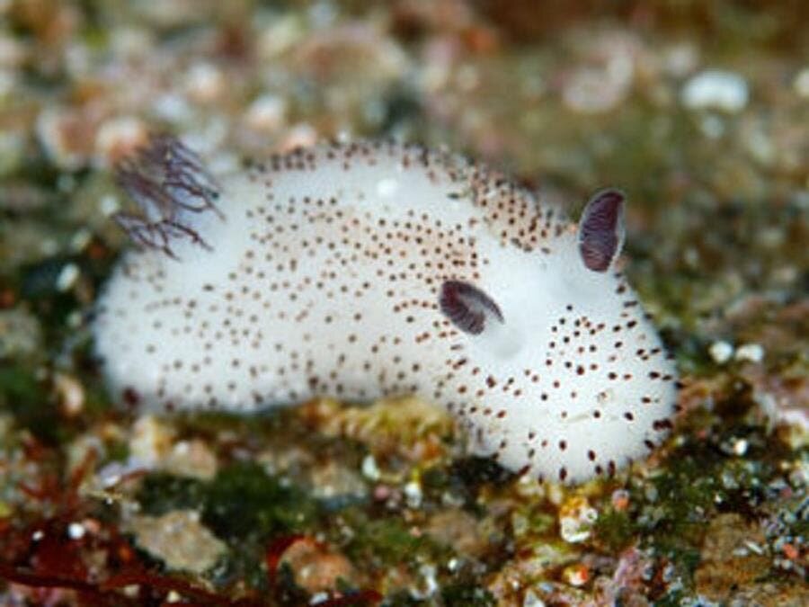 mollusque, mer, mignon, lapin