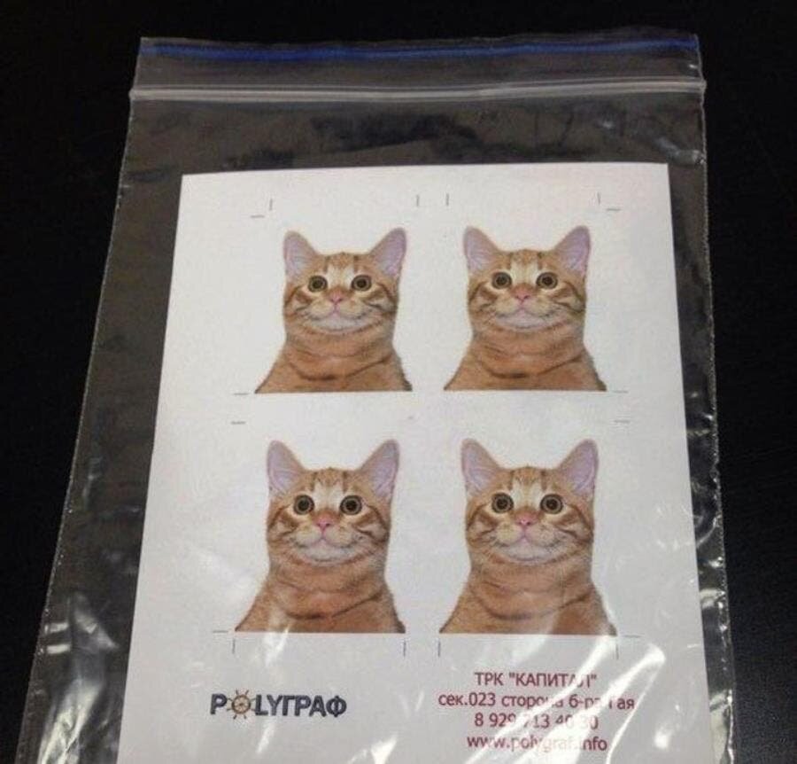 portrait, chat, photo d'identitÃ©