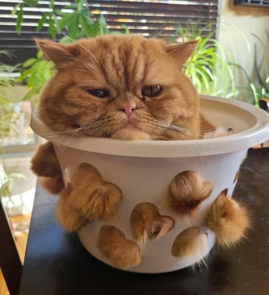 chat, pot, poils