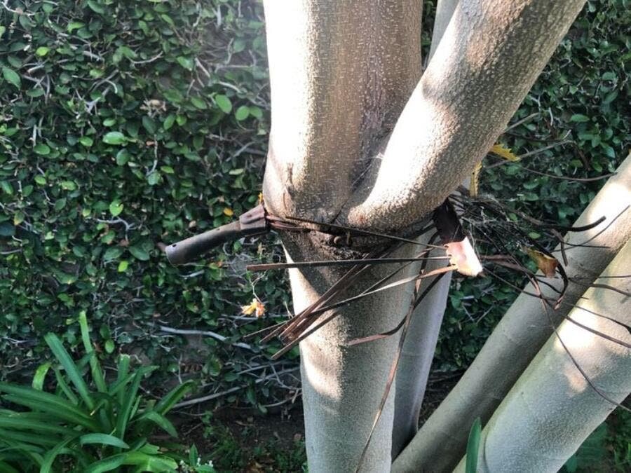 arbre, raquette, nature, mère nature, humour, insolite