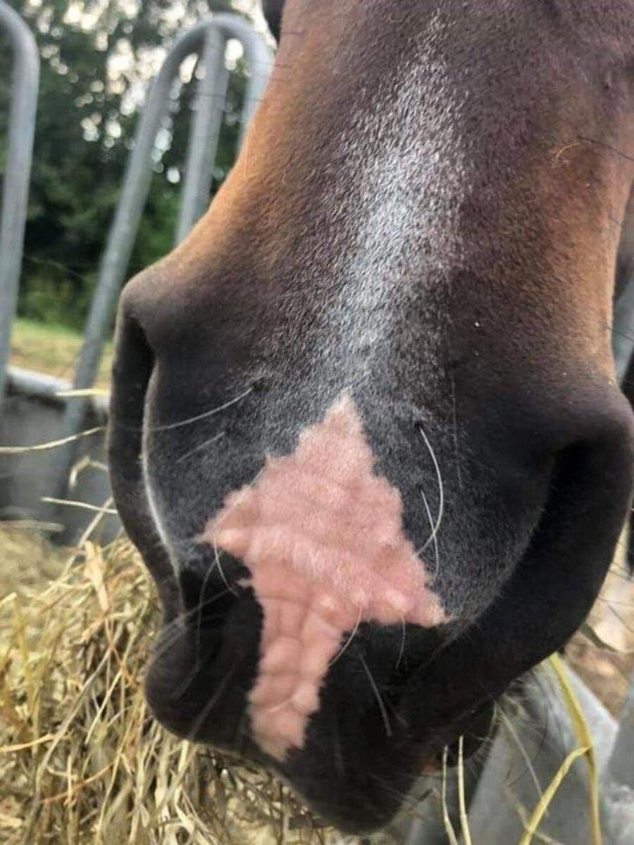 flèche, cheval, coïncidence, Mère nature, nature, insolite