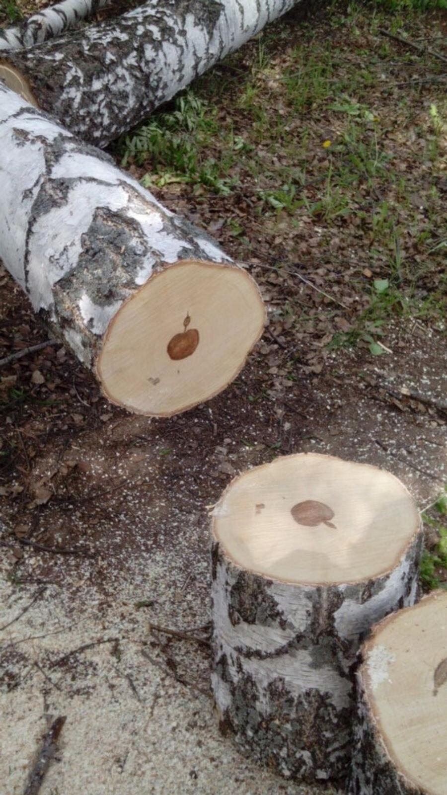 nature, apple, iTree, Mère nature, insolite, wtf