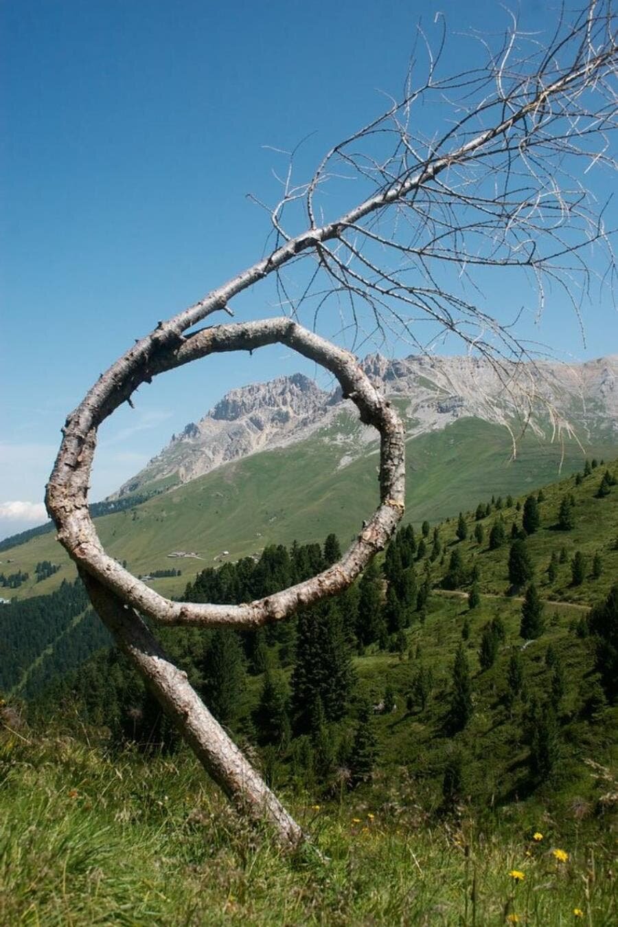 looping, arbre, nature, Mère nature, gymnastique