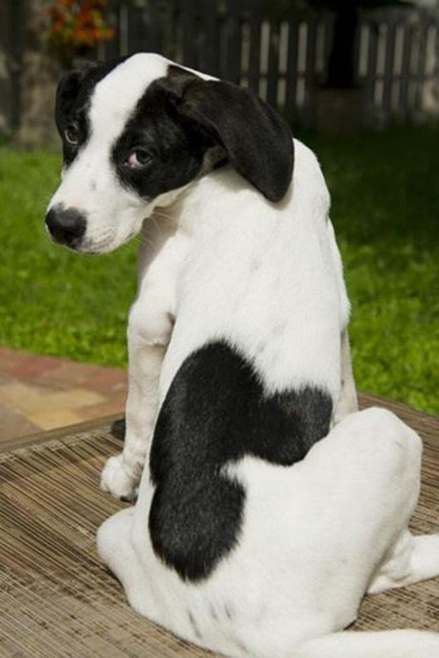 Disney, mickey, tache, mère Nature, insolite