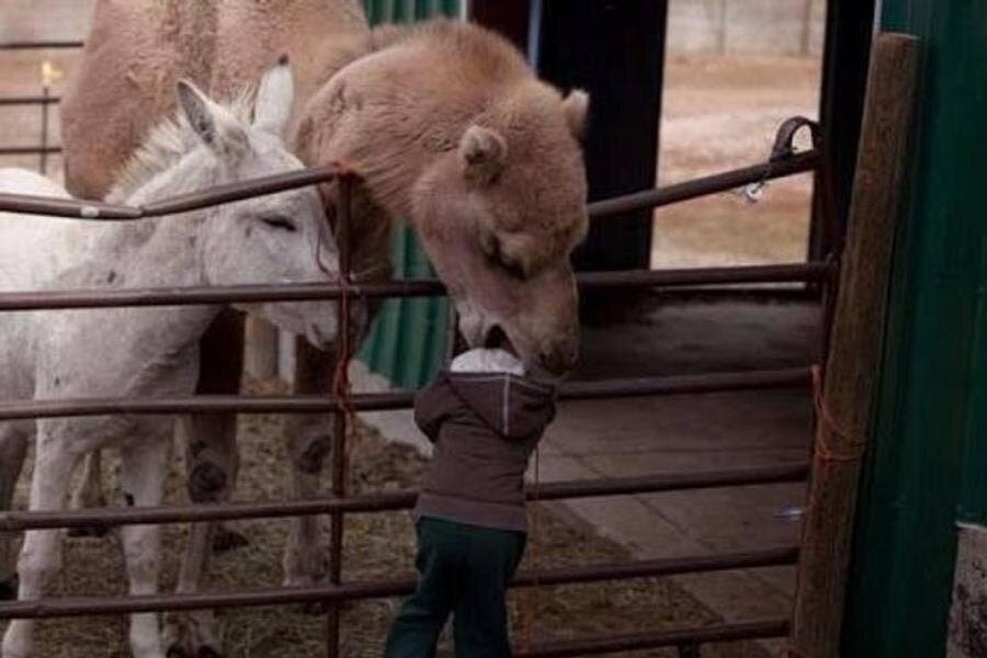 enfant, dromadaire, mangé, malchance, humour