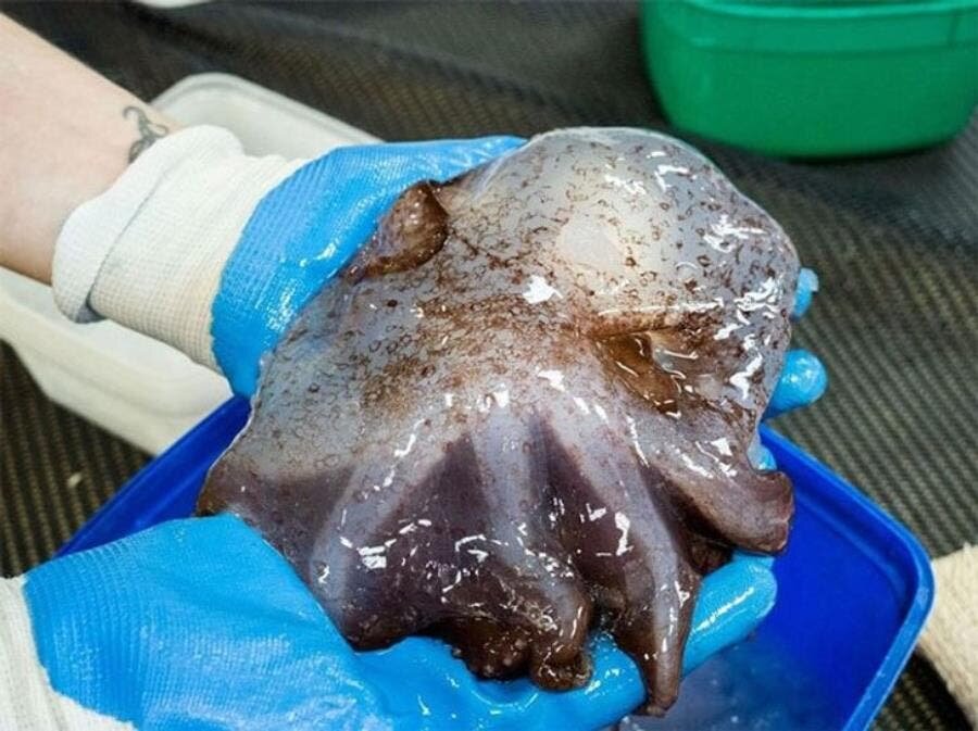 Un Grimopoteuthis, créature bizarre, fonds marins, Australie