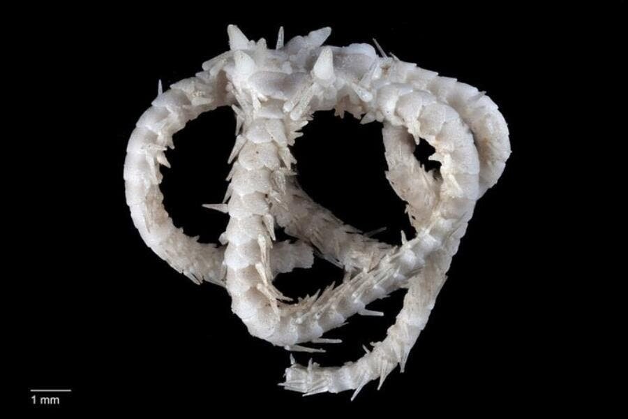 Ophiure, poisson, Australie, bizarre, insolite