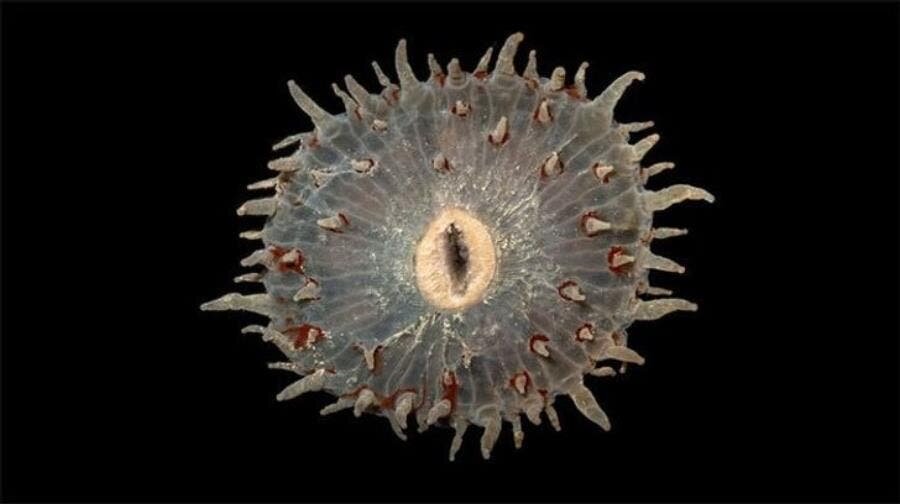 Anthozoa, poisson, Australie, créature bizarre, insolite