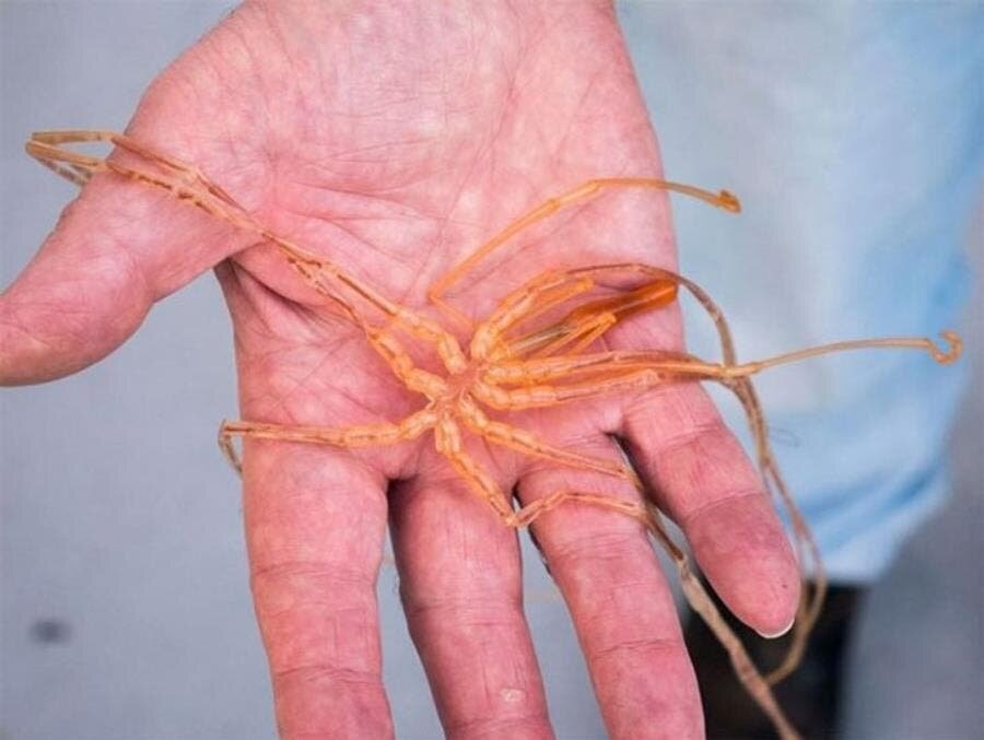 araignée de mer, insolite, Australie, créature bizarre