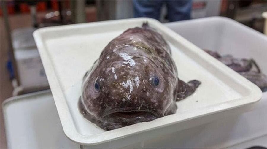 Blobfish, Australie, poisson, créature, bizarre, insolite