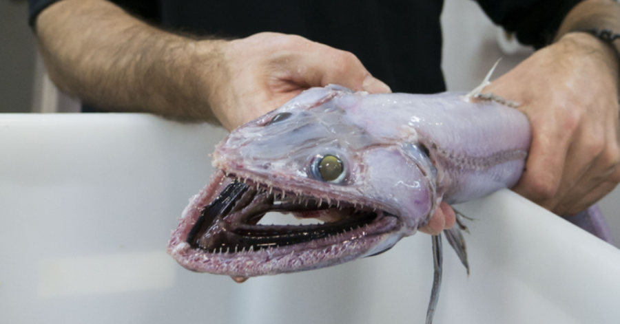 poisson lézard, fonds marins, flippant, bizarre