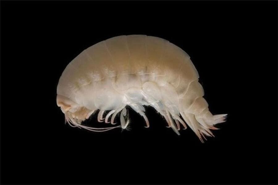 Isopode, insolite, créature, Australie, bizarre