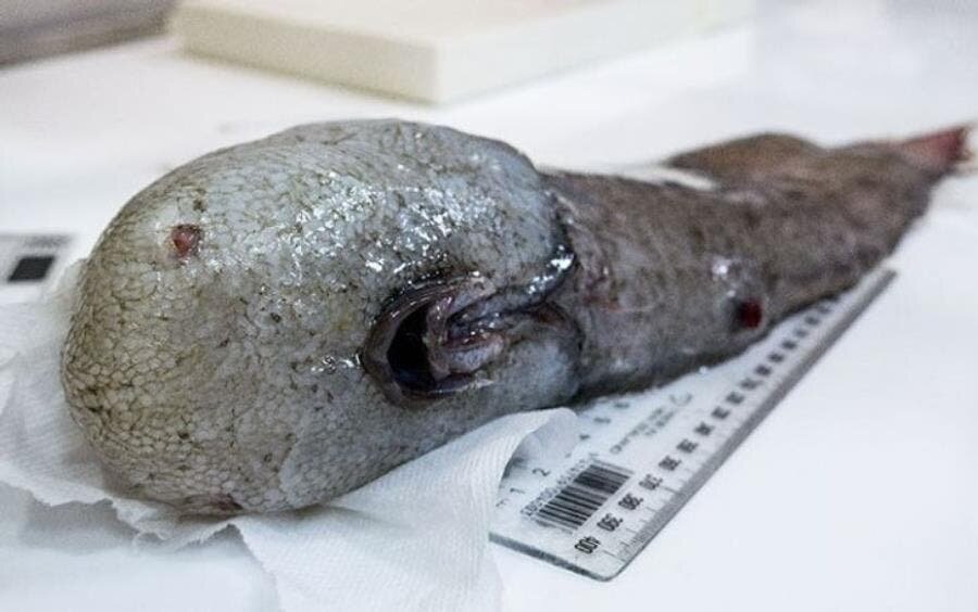 poisson sans tête, Australie, insolite, bizarre, flippant