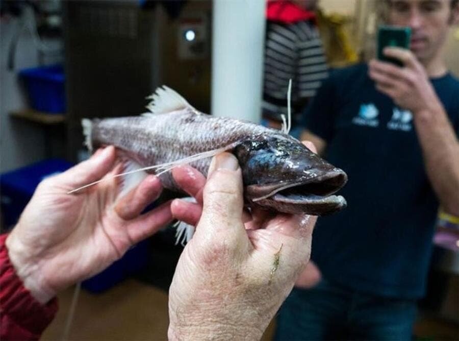 poisson trépied, insolite, créature bizarre, Australie