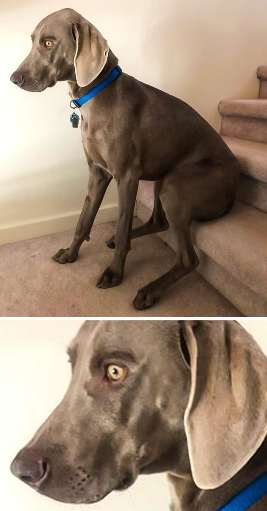 trauma, traumatique, chien, yeux, escalier, assis