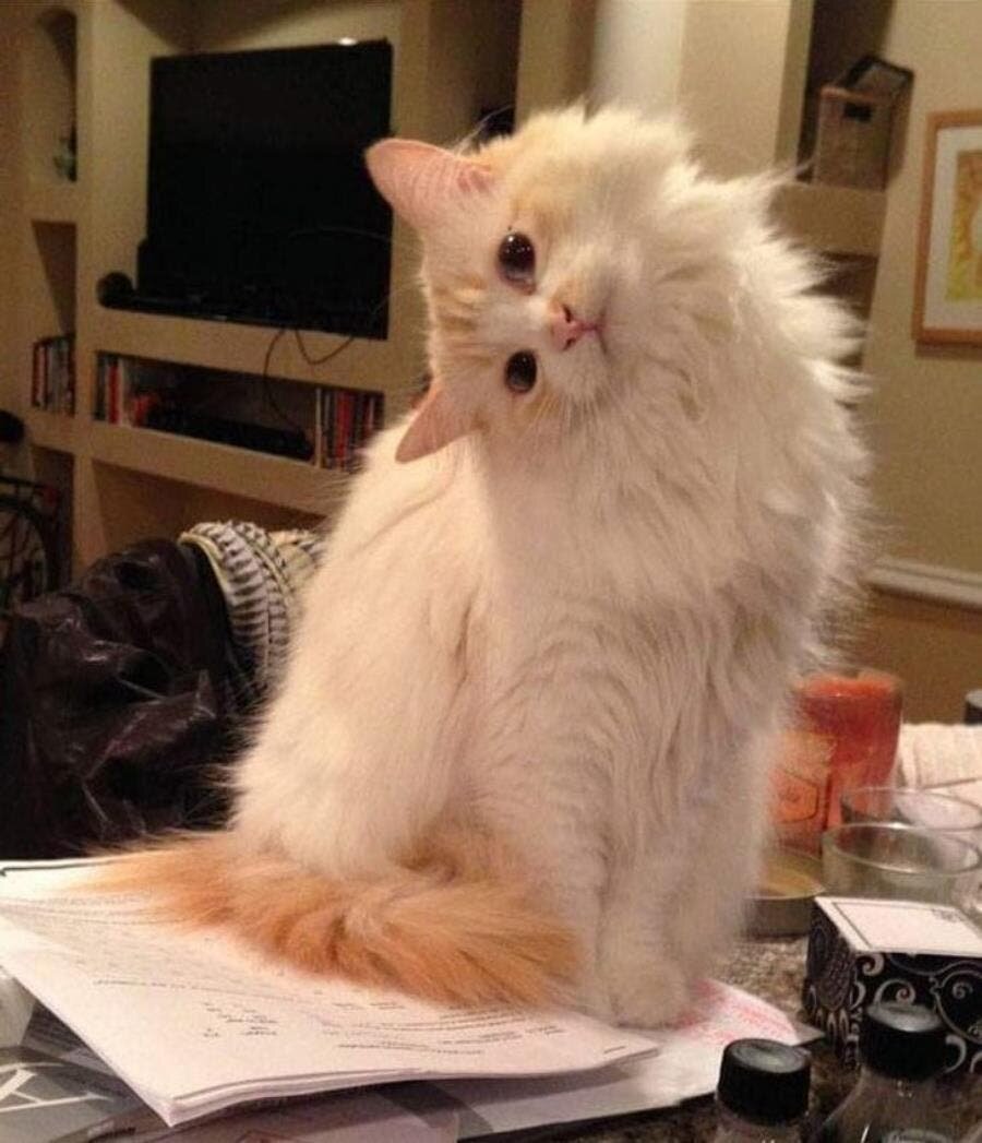 chat, tête, perpendiculaire, doute, mignon