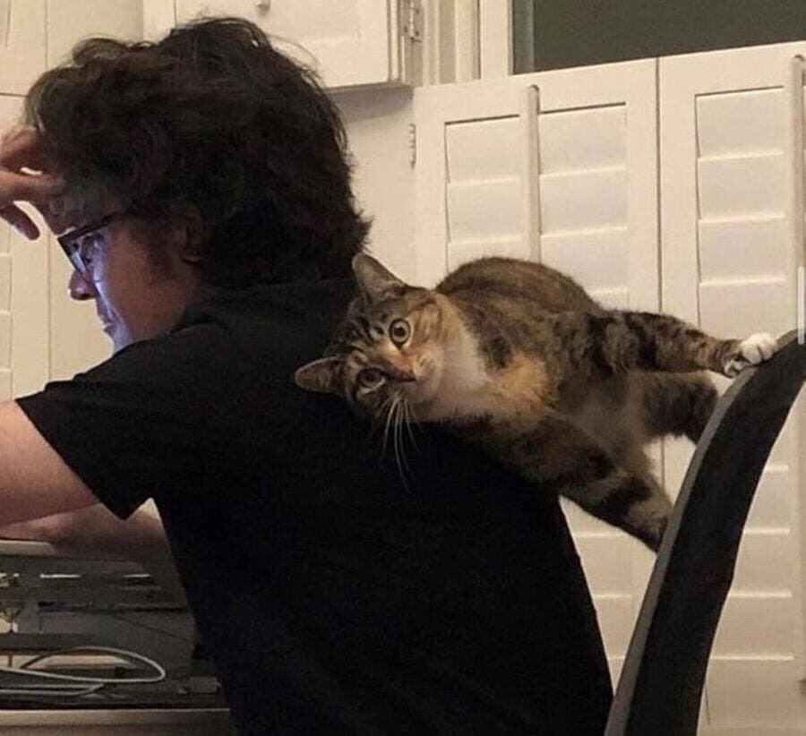 chat, chaise, dos, soutien, pousser, dérange, attention