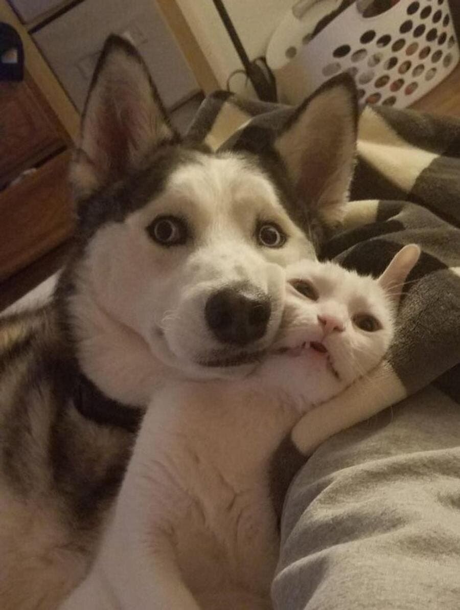 câlin, chat, chien, forcé, mignon, husky
