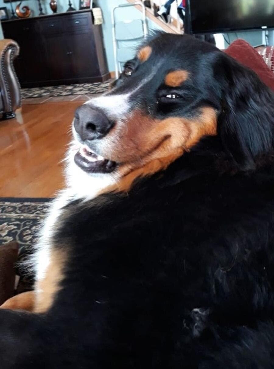 chien, grimace, rire, hehe, rigoler, sarcastique