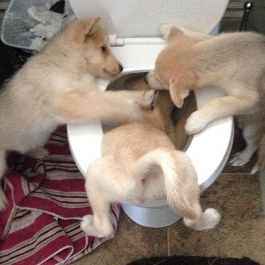 chien, frères, trio, jouer, noyer, chiots