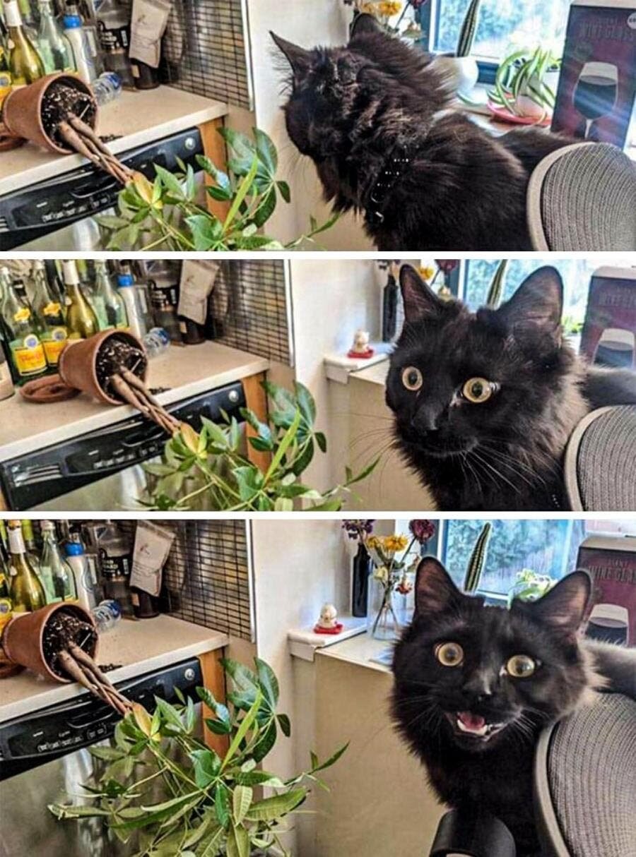chat, plante, renversée, regard, faute, drôle