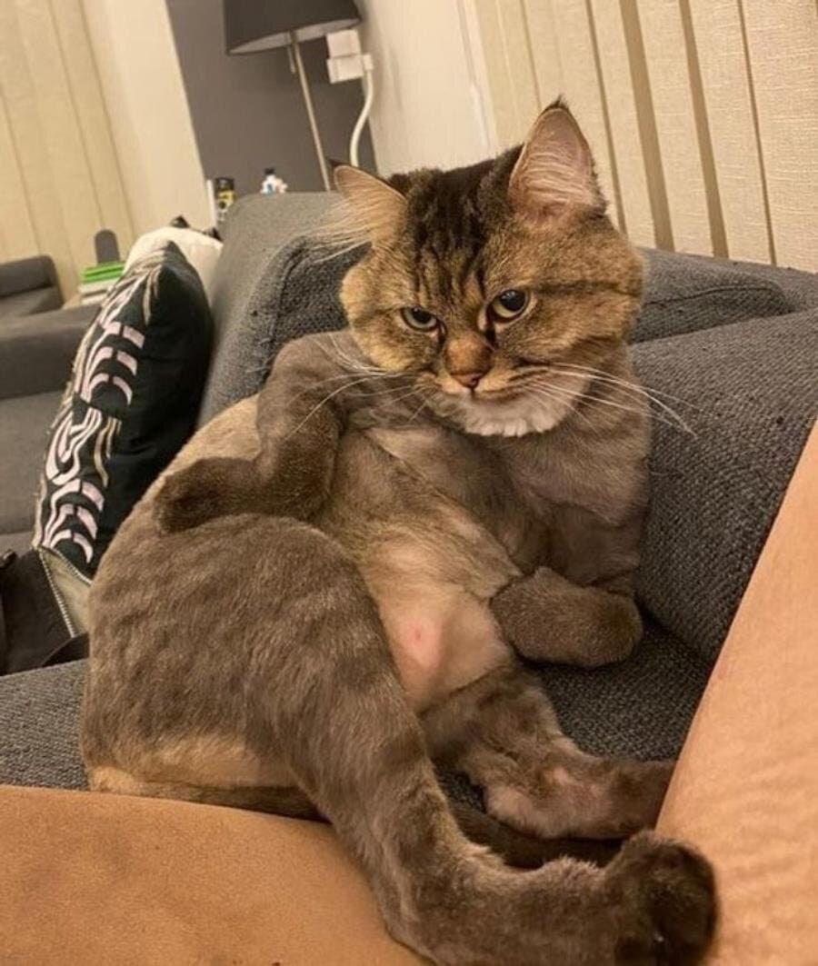 chat, pose, modèle, fashion victim