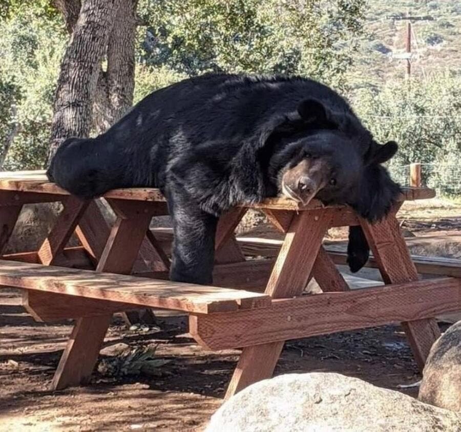 ours, table, allongé, flemme, fatigué