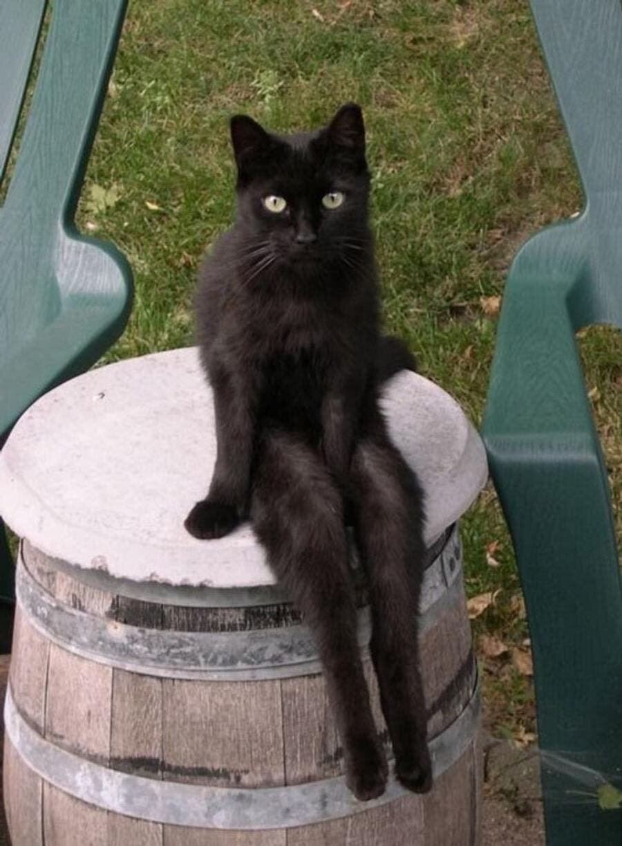 chat, noir, assis, cuisse, jambes, longues