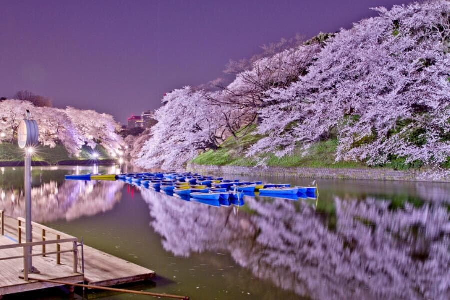 cerisier, japon, magnifique, saison