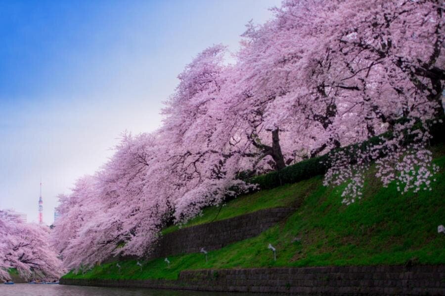 cerisier, japon, magnifique, saison, rivière
