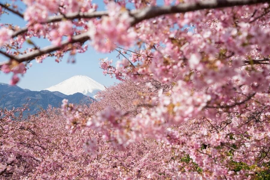 cerisier, japon, magnifique, saison, Mont Fuji, champs