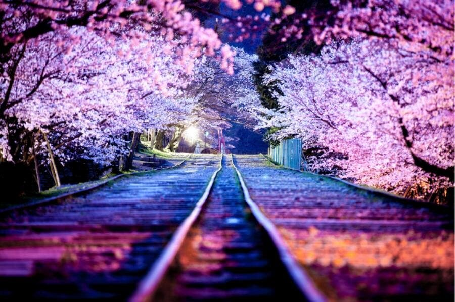 cerisier, japon, magnifique, saison, nuit