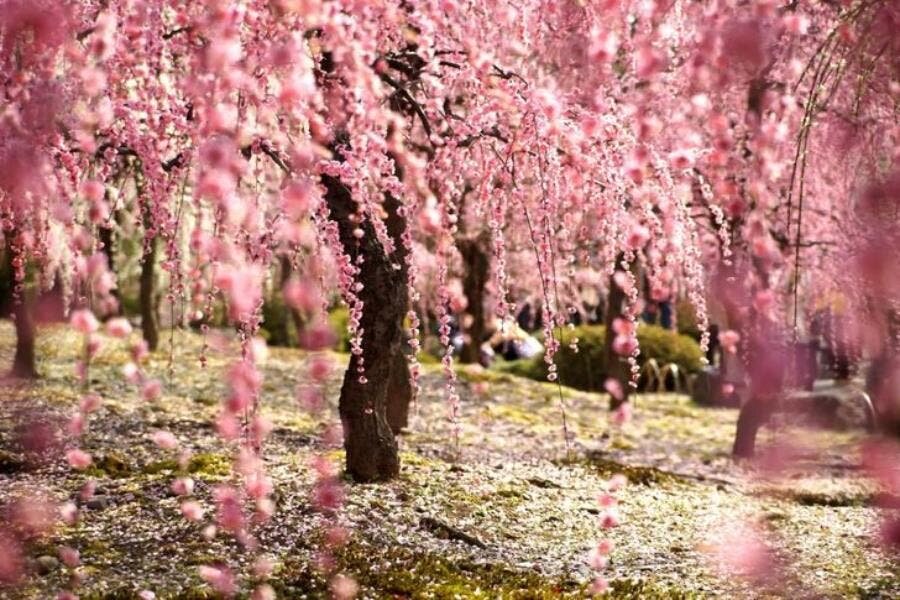 cerisier, japon, magnifique, saison, poétique