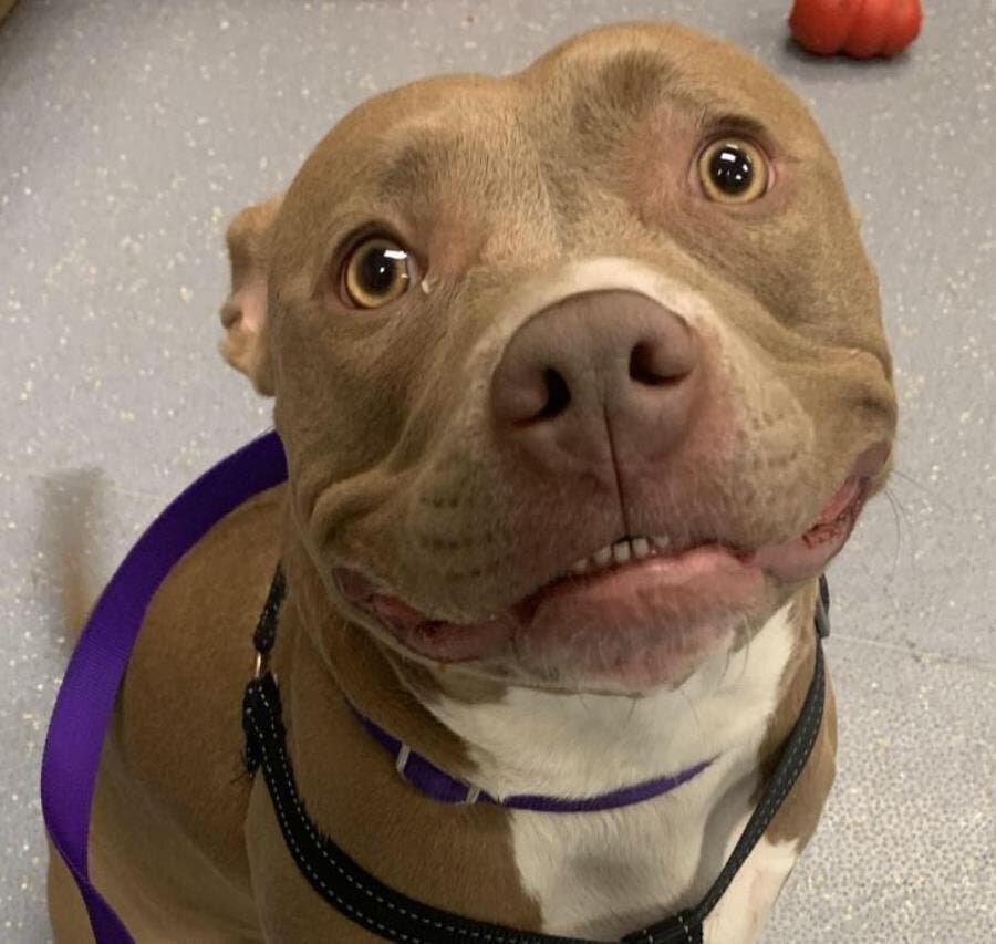 chien, dangereux, régulés, Pit Bull