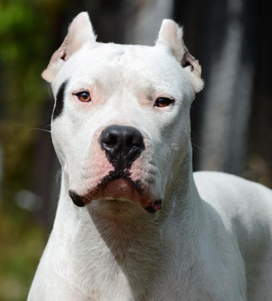 dogo, argentin, chien, dangereux, régulés, 