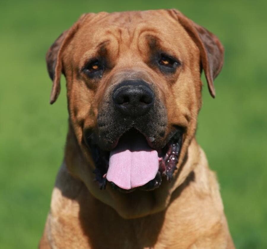 tosa, chien, dangereux, régulés, 