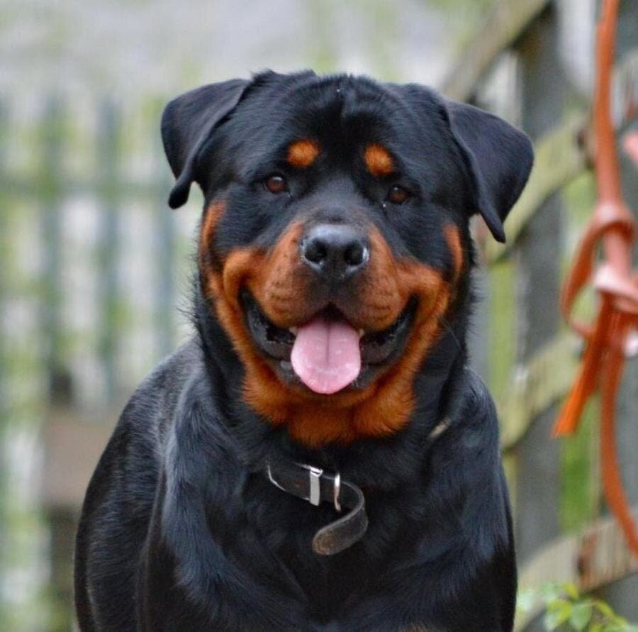 chien, dangereux, régulés, Rottweiler