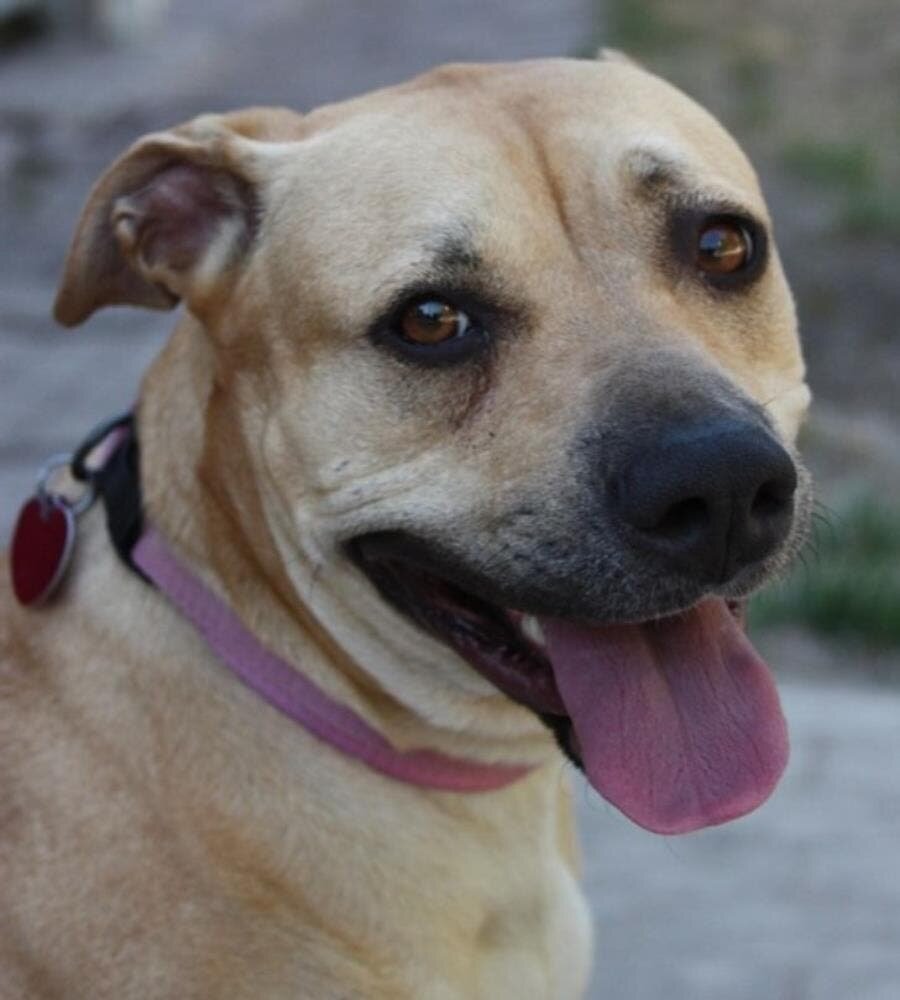 American, staffordshire, terrier, chien, dangereux, régulés, 