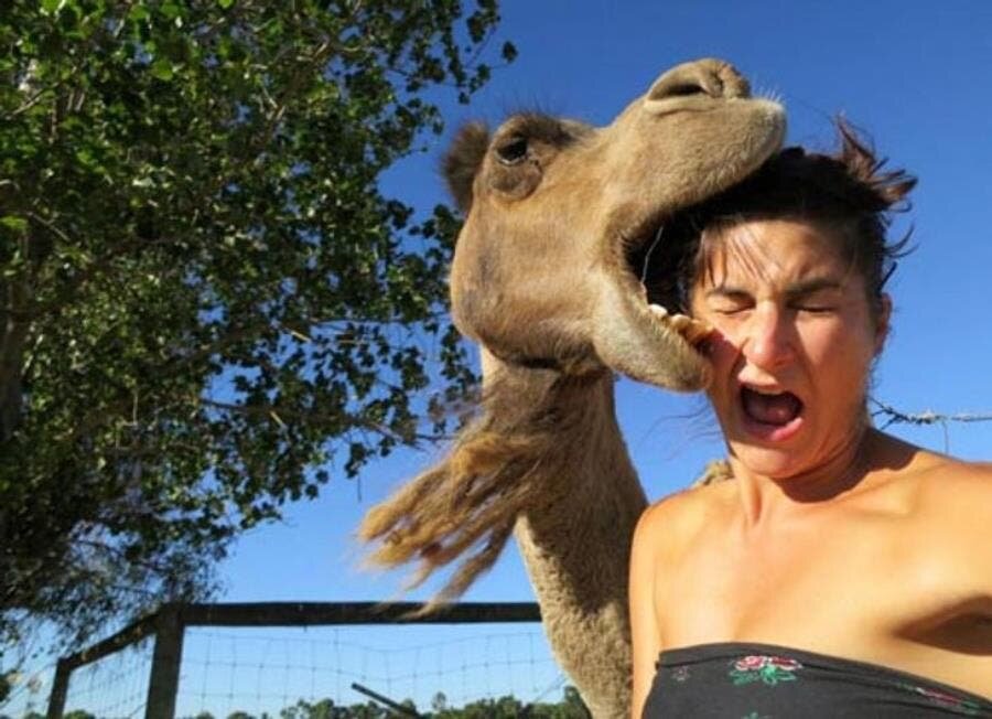 chameau, selfie, insolite, humour