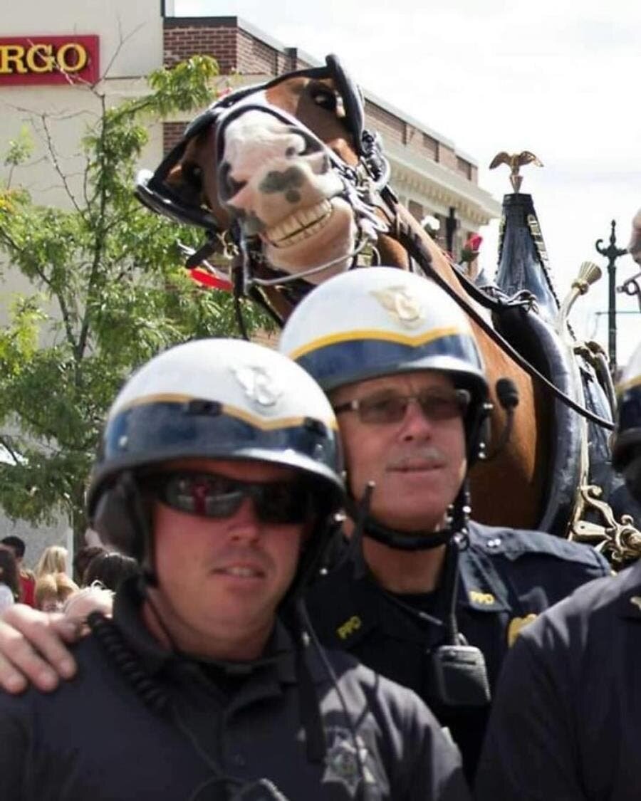 cheval, selfie, policier, insolite
