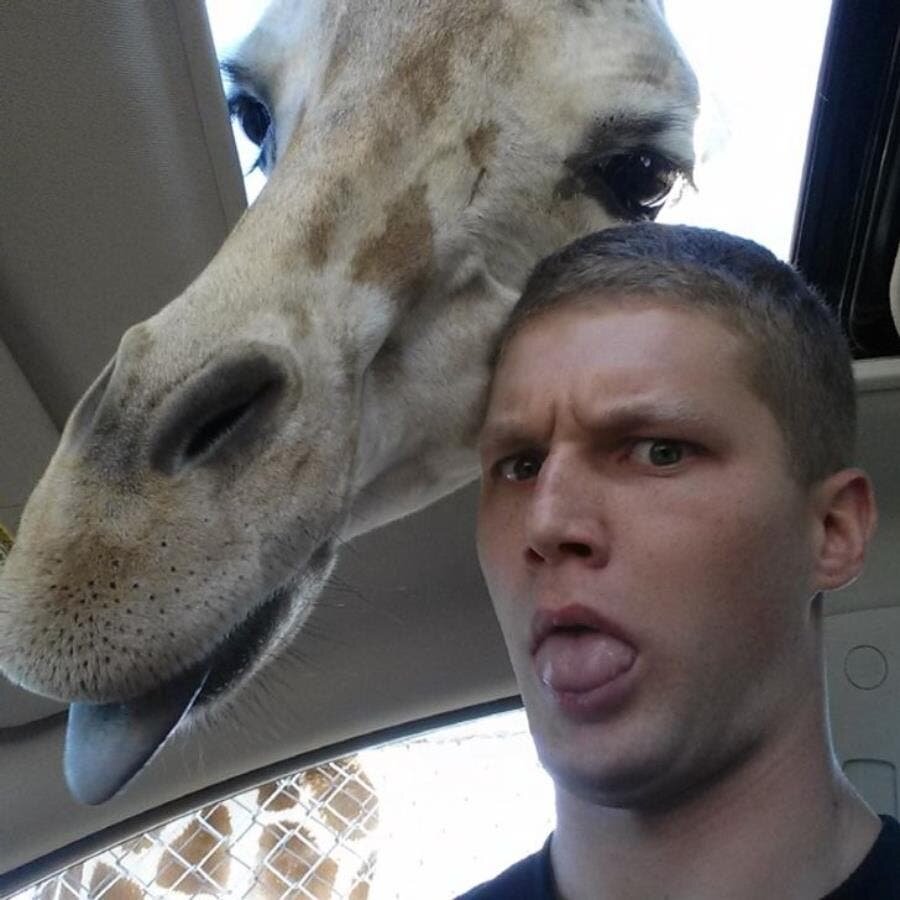 girafe, selfie, voiture, insolite